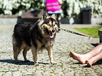 Warszawski Dzień Zwierząt 2017  Warszawa, Park Agrykola. 20 maja 2017 r. : warszawski dzień zwierząt, park agrykola, schronisko na paluchu