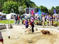 Warszawski Dzień Zwierząt 2017  Warszawa, Park Agrykola. 20 maja 2017 r. : warszawski dzień zwierząt, park agrykola, schronisko na paluchu