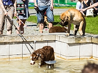 Warszawski Dzień Zwierząt 2017  Warszawa, Park Agrykola. 20 maja 2017 r. : warszawski dzień zwierząt, park agrykola, schronisko na paluchu