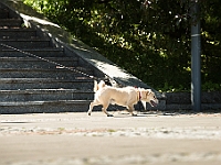 Warszawski Dzień Zwierząt 2017  Warszawa, Park Agrykola. 20 maja 2017 r. : warszawski dzień zwierząt, park agrykola, schronisko na paluchu