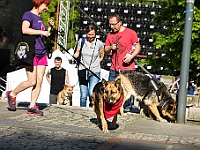 Warszawski Dzień Zwierząt 2017  Warszawa, Park Agrykola. 20 maja 2017 r. : warszawski dzień zwierząt, park agrykola, schronisko na paluchu