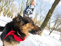 Adoptuj Warszawiaka  Akcja mająca na celu propagowanie adopcji psów i kotów. Organizator - Schronisko dla Bezdomnych Zwierząt na Paluchu w Warszawie. Park Szczęścliwicki, 24 lutego 2018 r. : adopcja psów, adopcja kotów, schronisko na paluchu, park szczęśliwicki, adoptuj warszawiak, henryk strzelczyk, magda migdał