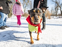 Adoptuj Warszawiaka  Akcja mająca na celu propagowanie adopcji psów i kotów. Organizator - Schronisko dla Bezdomnych Zwierząt na Paluchu w Warszawie. Park Szczęścliwicki, 24 lutego 2018 r. : adopcja psów, adopcja kotów, schronisko na paluchu, park szczęśliwicki, adoptuj warszawiak, henryk strzelczyk, magda migdał