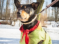 Adoptuj Warszawiaka  Akcja mająca na celu propagowanie adopcji psów i kotów. Organizator - Schronisko dla Bezdomnych Zwierząt na Paluchu w Warszawie. Park Szczęścliwicki, 24 lutego 2018 r. : adopcja psów, adopcja kotów, schronisko na paluchu, park szczęśliwicki, adoptuj warszawiak, henryk strzelczyk, magda migdał