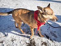Adoptuj Warszawiaka  Akcja mająca na celu propagowanie adopcji psów i kotów. Organizator - Schronisko dla Bezdomnych Zwierząt na Paluchu w Warszawie. Park Szczęścliwicki, 24 lutego 2018 r. : adopcja psów, adopcja kotów, schronisko na paluchu, park szczęśliwicki, adoptuj warszawiak, henryk strzelczyk, magda migdał