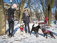 Adoptuj Warszawiaka  Akcja mająca na celu propagowanie adopcji psów i kotów. Organizator - Schronisko dla Bezdomnych Zwierząt na Paluchu w Warszawie. Park Szczęścliwicki, 24 lutego 2018 r. : adopcja psów, adopcja kotów, schronisko na paluchu, park szczęśliwicki, adoptuj warszawiak, henryk strzelczyk, magda migdał