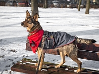 Adoptuj Warszawiaka  Akcja mająca na celu propagowanie adopcji psów i kotów. Organizator - Schronisko dla Bezdomnych Zwierząt na Paluchu w Warszawie. Park Szczęścliwicki, 24 lutego 2018 r. : adopcja psów, adopcja kotów, schronisko na paluchu, park szczęśliwicki, adoptuj warszawiak, henryk strzelczyk, magda migdał