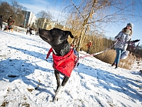 Adoptuj Warszawiaka  Akcja mająca na celu propagowanie adopcji psów i kotów. Organizator - Schronisko dla Bezdomnych Zwierząt na Paluchu w Warszawie. Park Szczęścliwicki, 24 lutego 2018 r. : adopcja psów, adopcja kotów, schronisko na paluchu, park szczęśliwicki, adoptuj warszawiak, henryk strzelczyk, magda migdał