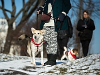 Adoptuj Warszawiaka  Akcja mająca na celu propagowanie adopcji psów i kotów. Organizator - Schronisko dla Bezdomnych Zwierząt na Paluchu w Warszawie. Park Szczęścliwicki, 24 lutego 2018 r. : adopcja psów, adopcja kotów, schronisko na paluchu, park szczęśliwicki, adoptuj warszawiak, henryk strzelczyk, magda migdał