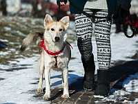 Adoptuj Warszawiaka  Akcja mająca na celu propagowanie adopcji psów i kotów. Organizator - Schronisko dla Bezdomnych Zwierząt na Paluchu w Warszawie. Park Szczęścliwicki, 24 lutego 2018 r. : adopcja psów, adopcja kotów, schronisko na paluchu, park szczęśliwicki, adoptuj warszawiak, henryk strzelczyk, magda migdał