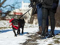 Adoptuj Warszawiaka  Akcja mająca na celu propagowanie adopcji psów i kotów. Organizator - Schronisko dla Bezdomnych Zwierząt na Paluchu w Warszawie. Park Szczęścliwicki, 24 lutego 2018 r. : adopcja psów, adopcja kotów, schronisko na paluchu, park szczęśliwicki, adoptuj warszawiak, henryk strzelczyk, magda migdał