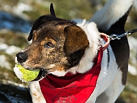 Adoptuj Warszawiaka  Akcja mająca na celu propagowanie adopcji psów i kotów. Organizator - Schronisko dla Bezdomnych Zwierząt na Paluchu w Warszawie. Park Szczęścliwicki, 24 lutego 2018 r. : adopcja psów, adopcja kotów, schronisko na paluchu, park szczęśliwicki, adoptuj warszawiak, henryk strzelczyk, magda migdał