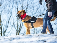 Adoptuj Warszawiaka  Akcja mająca na celu propagowanie adopcji psów i kotów. Organizator - Schronisko dla Bezdomnych Zwierząt na Paluchu w Warszawie. Park Szczęścliwicki, 24 lutego 2018 r. : adopcja psów, adopcja kotów, schronisko na paluchu, park szczęśliwicki, adoptuj warszawiak, henryk strzelczyk, magda migdał