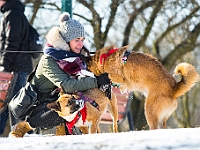 Adoptuj Warszawiaka  Akcja mająca na celu propagowanie adopcji psów i kotów. Organizator - Schronisko dla Bezdomnych Zwierząt na Paluchu w Warszawie. Park Szczęścliwicki, 24 lutego 2018 r. : adopcja psów, adopcja kotów, schronisko na paluchu, park szczęśliwicki, adoptuj warszawiak, henryk strzelczyk, magda migdał