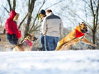 Adoptuj Warszawiaka  Akcja mająca na celu propagowanie adopcji psów i kotów. Organizator - Schronisko dla Bezdomnych Zwierząt na Paluchu w Warszawie. Park Szczęścliwicki, 24 lutego 2018 r. : adopcja psów, adopcja kotów, schronisko na paluchu, park szczęśliwicki, adoptuj warszawiak, henryk strzelczyk, magda migdał