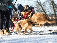 Adoptuj Warszawiaka  Akcja mająca na celu propagowanie adopcji psów i kotów. Organizator - Schronisko dla Bezdomnych Zwierząt na Paluchu w Warszawie. Park Szczęścliwicki, 24 lutego 2018 r. : adopcja psów, adopcja kotów, schronisko na paluchu, park szczęśliwicki, adoptuj warszawiak, henryk strzelczyk, magda migdał