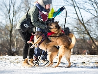 Adoptuj Warszawiaka  Akcja mająca na celu propagowanie adopcji psów i kotów. Organizator - Schronisko dla Bezdomnych Zwierząt na Paluchu w Warszawie. Park Szczęścliwicki, 24 lutego 2018 r. : adopcja psów, adopcja kotów, schronisko na paluchu, park szczęśliwicki, adoptuj warszawiak, henryk strzelczyk, magda migdał