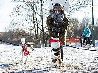 Adoptuj Warszawiaka  Akcja mająca na celu propagowanie adopcji psów i kotów. Organizator - Schronisko dla Bezdomnych Zwierząt na Paluchu w Warszawie. Park Szczęścliwicki, 24 lutego 2018 r. : adopcja psów, adopcja kotów, schronisko na paluchu, park szczęśliwicki, adoptuj warszawiak, henryk strzelczyk, magda migdał