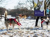 Adoptuj Warszawiaka  Akcja mająca na celu propagowanie adopcji psów i kotów. Organizator - Schronisko dla Bezdomnych Zwierząt na Paluchu w Warszawie. Park Szczęścliwicki, 24 lutego 2018 r. : adopcja psów, adopcja kotów, schronisko na paluchu, park szczęśliwicki, adoptuj warszawiak, henryk strzelczyk, magda migdał