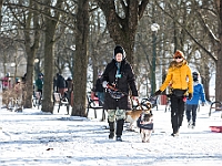 Adoptuj Warszawiaka  Akcja mająca na celu propagowanie adopcji psów i kotów. Organizator - Schronisko dla Bezdomnych Zwierząt na Paluchu w Warszawie. Park Szczęścliwicki, 24 lutego 2018 r. : adopcja psów, adopcja kotów, schronisko na paluchu, park szczęśliwicki, adoptuj warszawiak, henryk strzelczyk, magda migdał