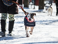 Adoptuj Warszawiaka  Akcja mająca na celu propagowanie adopcji psów i kotów. Organizator - Schronisko dla Bezdomnych Zwierząt na Paluchu w Warszawie. Park Szczęścliwicki, 24 lutego 2018 r. : adopcja psów, adopcja kotów, schronisko na paluchu, park szczęśliwicki, adoptuj warszawiak, henryk strzelczyk, magda migdał