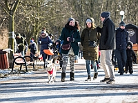 Adoptuj Warszawiaka  Akcja mająca na celu propagowanie adopcji psów i kotów. Organizator - Schronisko dla Bezdomnych Zwierząt na Paluchu w Warszawie. Park Szczęścliwicki, 24 lutego 2018 r. : adopcja psów, adopcja kotów, schronisko na paluchu, park szczęśliwicki, adoptuj warszawiak, henryk strzelczyk, magda migdał