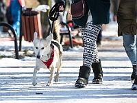 Adoptuj Warszawiaka  Akcja mająca na celu propagowanie adopcji psów i kotów. Organizator - Schronisko dla Bezdomnych Zwierząt na Paluchu w Warszawie. Park Szczęścliwicki, 24 lutego 2018 r. : adopcja psów, adopcja kotów, schronisko na paluchu, park szczęśliwicki, adoptuj warszawiak, henryk strzelczyk, magda migdał