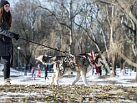 Adoptuj Warszawiaka  Akcja mająca na celu propagowanie adopcji psów i kotów. Organizator - Schronisko dla Bezdomnych Zwierząt na Paluchu w Warszawie. Park Szczęścliwicki, 24 lutego 2018 r. : adopcja psów, adopcja kotów, schronisko na paluchu, park szczęśliwicki, adoptuj warszawiak, henryk strzelczyk, magda migdał