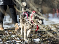 Adoptuj Warszawiaka  Akcja mająca na celu propagowanie adopcji psów i kotów. Organizator - Schronisko dla Bezdomnych Zwierząt na Paluchu w Warszawie. Park Szczęścliwicki, 24 lutego 2018 r. : adopcja psów, adopcja kotów, schronisko na paluchu, park szczęśliwicki, adoptuj warszawiak, henryk strzelczyk, magda migdał