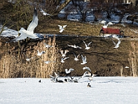 Adoptuj Warszawiaka  Akcja mająca na celu propagowanie adopcji psów i kotów. Organizator - Schronisko dla Bezdomnych Zwierząt na Paluchu w Warszawie. Park Szczęścliwicki, 24 lutego 2018 r. : adopcja psów, adopcja kotów, schronisko na paluchu, park szczęśliwicki, adoptuj warszawiak, henryk strzelczyk, magda migdał