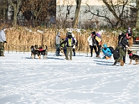 Adoptuj Warszawiaka  Akcja mająca na celu propagowanie adopcji psów i kotów. Organizator - Schronisko dla Bezdomnych Zwierząt na Paluchu w Warszawie. Park Szczęścliwicki, 24 lutego 2018 r. : adopcja psów, adopcja kotów, schronisko na paluchu, park szczęśliwicki, adoptuj warszawiak, henryk strzelczyk, magda migdał