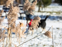 Adoptuj Warszawiaka  Akcja mająca na celu propagowanie adopcji psów i kotów. Organizator - Schronisko dla Bezdomnych Zwierząt na Paluchu w Warszawie. Park Szczęścliwicki, 24 lutego 2018 r. : adopcja psów, adopcja kotów, schronisko na paluchu, park szczęśliwicki, adoptuj warszawiak, henryk strzelczyk, magda migdał
