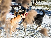 Adoptuj Warszawiaka  Akcja mająca na celu propagowanie adopcji psów i kotów. Organizator - Schronisko dla Bezdomnych Zwierząt na Paluchu w Warszawie. Park Szczęścliwicki, 24 lutego 2018 r. : adopcja psów, adopcja kotów, schronisko na paluchu, park szczęśliwicki, adoptuj warszawiak, henryk strzelczyk, magda migdał
