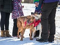 Adoptuj Warszawiaka  Akcja mająca na celu propagowanie adopcji psów i kotów. Organizator - Schronisko dla Bezdomnych Zwierząt na Paluchu w Warszawie. Park Szczęścliwicki, 24 lutego 2018 r. : adopcja psów, adopcja kotów, schronisko na paluchu, park szczęśliwicki, adoptuj warszawiak, henryk strzelczyk, magda migdał