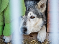 Sobota na Paluchu  Sobotnie przedpołudnie w Schronisku dla Bezdomnych Zwierząt na Paluchu. Warszawa, 17 marca 2018 r. : schronisko na paluchu, bezdomne psy, zima w schronisku