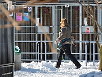 Sobota na Paluchu  Sobotnie przedpołudnie w Schronisku dla Bezdomnych Zwierząt na Paluchu. Warszawa, 17 marca 2018 r. : schronisko na paluchu, bezdomne psy, zima w schronisku