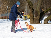 Sobota na Paluchu  Sobotnie przedpołudnie w Schronisku dla Bezdomnych Zwierząt na Paluchu. Warszawa, 17 marca 2018 r. : schronisko na paluchu, bezdomne psy, zima w schronisku