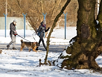 Sobota na Paluchu  Sobotnie przedpołudnie w Schronisku dla Bezdomnych Zwierząt na Paluchu. Warszawa, 17 marca 2018 r. : schronisko na paluchu, bezdomne psy, zima w schronisku
