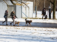 Sobota na Paluchu  Sobotnie przedpołudnie w Schronisku dla Bezdomnych Zwierząt na Paluchu. Warszawa, 17 marca 2018 r. : schronisko na paluchu, bezdomne psy, zima w schronisku