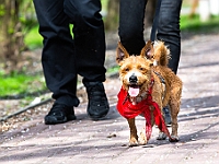 Adoptuj Warszawiaka  14 kwietnia 2018 r. Warszawa, Forty Bema : adoptuj warszawiaka, forty bema, schronisko na paluchu, psy bezdomne, kocuia adopcja, psia adopcja.