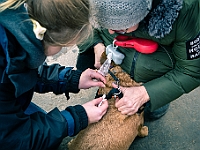 Adoptuj Warszawiaka  Warszawa, Park Skaryszewski, 24 lutego 2019 r. Wydarzenie promujące wśród mieszkańców Warszawy adopcję bezdomnych zwierząt. : na paluchu, adoptuj warszawiaka, bezdomne zwierzęta, park skaryszewski, schonisko dla zwierząt.