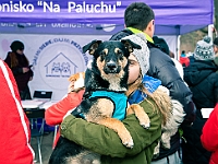 Adoptuj Warszawiaka  Warszawa, Park Skaryszewski, 24 lutego 2019 r. Wydarzenie promujące wśród mieszkańców Warszawy adopcję bezdomnych zwierząt. : na paluchu, adoptuj warszawiaka, bezdomne zwierzęta, park skaryszewski, schonisko dla zwierząt.