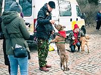 Adoptuj Warszawiaka  Warszawa, Park Skaryszewski, 24 lutego 2019 r. Wydarzenie promujące wśród mieszkańców Warszawy adopcję bezdomnych zwierząt. : na paluchu, adoptuj warszawiaka, bezdomne zwierzęta, park skaryszewski, schonisko dla zwierząt.