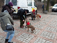 Adoptuj Warszawiaka  Warszawa, Park Skaryszewski, 24 lutego 2019 r. Wydarzenie promujące wśród mieszkańców Warszawy adopcję bezdomnych zwierząt. : na paluchu, adoptuj warszawiaka, bezdomne zwierzęta, park skaryszewski, schonisko dla zwierząt.