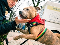 Adoptuj Warszawiaka  Warszawa, Park Skaryszewski, 24 lutego 2019 r. Wydarzenie promujące wśród mieszkańców Warszawy adopcję bezdomnych zwierząt. : na paluchu, adoptuj warszawiaka, bezdomne zwierzęta, park skaryszewski, schonisko dla zwierząt.