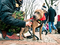 Adoptuj Warszawiaka  Warszawa, Park Skaryszewski, 24 lutego 2019 r. Wydarzenie promujące wśród mieszkańców Warszawy adopcję bezdomnych zwierząt. : na paluchu, adoptuj warszawiaka, bezdomne zwierzęta, park skaryszewski, schonisko dla zwierząt.