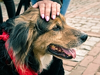 Adoptuj Warszawiaka  Warszawa, Park Skaryszewski, 24 lutego 2019 r. Wydarzenie promujące wśród mieszkańców Warszawy adopcję bezdomnych zwierząt. : na paluchu, adoptuj warszawiaka, bezdomne zwierzęta, park skaryszewski, schonisko dla zwierząt.