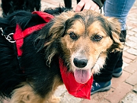 Adoptuj Warszawiaka  Warszawa, Park Skaryszewski, 24 lutego 2019 r. Wydarzenie promujące wśród mieszkańców Warszawy adopcję bezdomnych zwierząt. : na paluchu, adoptuj warszawiaka, bezdomne zwierzęta, park skaryszewski, schonisko dla zwierząt.