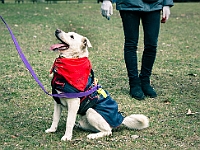Adoptuj Warszawiaka  Warszawa, Park Skaryszewski, 24 lutego 2019 r. Wydarzenie promujące wśród mieszkańców Warszawy adopcję bezdomnych zwierząt. : na paluchu, adoptuj warszawiaka, bezdomne zwierzęta, park skaryszewski, schonisko dla zwierząt.