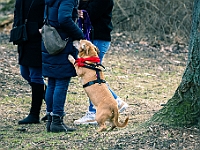 Adoptuj Warszawiaka  Warszawa, Park Skaryszewski, 24 lutego 2019 r. Wydarzenie promujące wśród mieszkańców Warszawy adopcję bezdomnych zwierząt. : na paluchu, adoptuj warszawiaka, bezdomne zwierzęta, park skaryszewski, schonisko dla zwierząt.